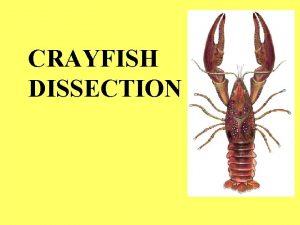 CRAYFISH DISSECTION Animal Groups Image from http ology