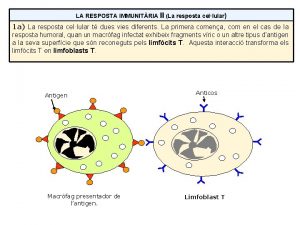 LA RESPOSTA IMMUNITRIA II La resposta cellular 1