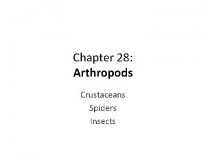 Chapter 28 Arthropods Crustaceans Spiders Insects ARTHROPODS Segmented