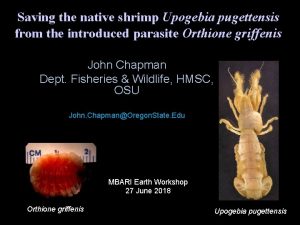 Saving the native shrimp Upogebia pugettensis from the