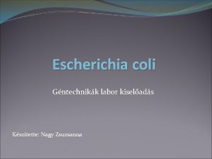 Escherichia coli Gntechnikk labor kiselads Ksztette Nagy Zsuzsanna