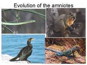 Evolution of the amniotes Evolution of the amniotes