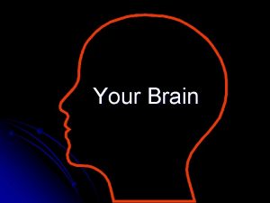 Your Brain The Adult Human brain l Neurons