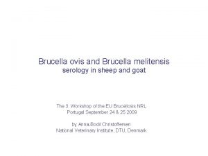 Brucella ovis and Brucella melitensis serology in sheep