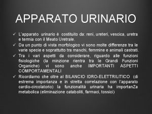 APPARATO URINARIO Lapparato urinario costituito da reni ureteri