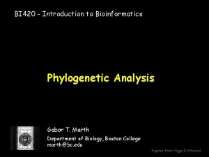 BI 420 Introduction to Bioinformatics Phylogenetic Analysis Gabor