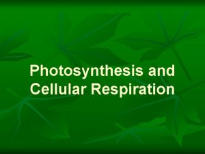 Photosynthesis and Cellular Respiration Light Energy Harvested by