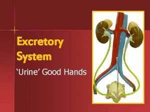 Excretory System Urine Good Hands The Excretory System