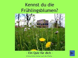 Kennst du die Frhlingsblumen Ein Quiz fr dich