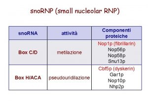 sno RNP small nucleolar RNP sno RNA Box