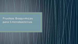 Pruebas Bioqumicas para Enterobacterias Existen flujogramas para la