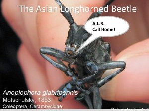 The Asian Longhorned Beetle A L B Call