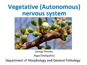 Vegetative Autonomous nervous system Georgii Pevnev Aygul Shafigullina