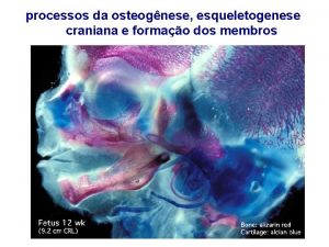 processos da osteognese esqueletogenese craniana e formao dos