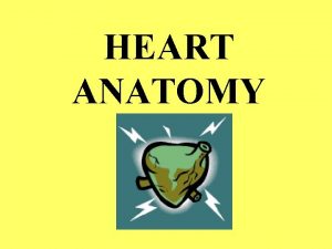 HEART ANATOMY OBJECTIVES 4 Chambers 4 Valves Main