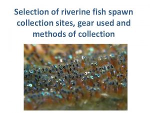 Selection of riverine fish spawn collection sites gear