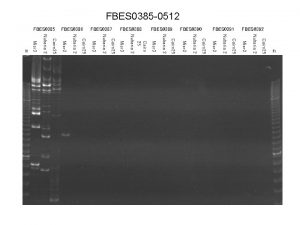 FBES 0385 0512 Misr 3 Nubaria 2 Cairo