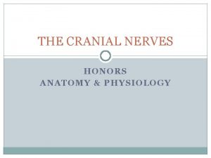 THE CRANIAL NERVES HONORS ANATOMY PHYSIOLOGY CRANIAL NERVES