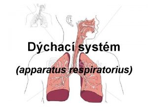 Dchac systm apparatus respiratorius Funkce vmn dchacch plyn