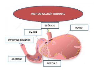 MICROBIOLOGA RUMINAL ESFAGO OMASO INTESTINO DELGADO ABOMASO RETCULO