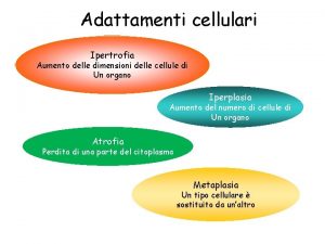 Adattamenti cellulari Ipertrofia Aumento delle dimensioni delle cellule