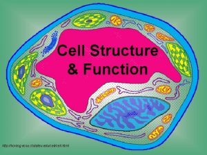 Cell Structure Function http koning ecsu ctstateu educell