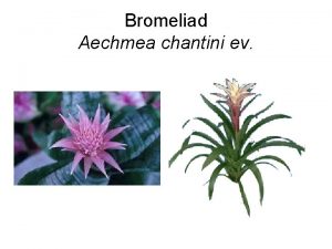 Bromeliad Aechmea chantini ev Ageratum mexicanum ev Common