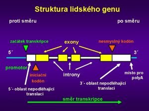 Struktura lidskho genu proti smru zatek transkripce po