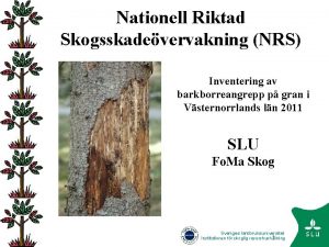 Nationell Riktad Skogsskadevervakning NRS Inventering av barkborreangrepp p