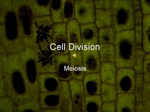 Cell Division Meiosis Definition Cell division by which