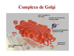 Complexo de Golgi Elementos membranosos 1 Cisternas ou