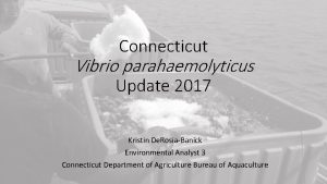 Connecticut Vibrio parahaemolyticus Update 2017 Kristin De RosiaBanick