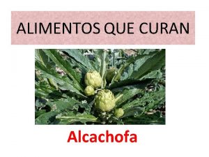 ALIMENTOS QUE CURAN Alcachofa PROPIEDADES DE LA ALCACHOFA