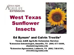 West Texas Sunflower Insects Ed Bynum 1 and