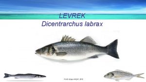 LEVREK Dicentrarchus labrax Prof Dr Ergun AKAY 2012