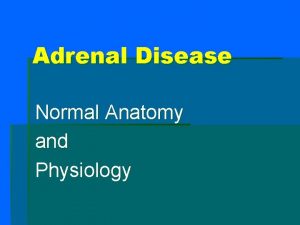 Adrenal Disease Normal Anatomy and Physiology Adrenal Disease