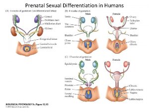 Prenatal Sexual Differentiation in Humans Two hormones from