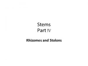 Stems Part IV Rhizomes and Stolons Types of