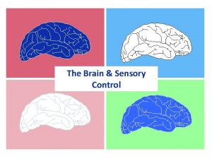 The Brain Sensory Control Somatosensory Cortex Motor Cortex