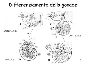 Differenziamento della gonade MIDOLLARE CORTICALE GENITALE 1 Differenziamento