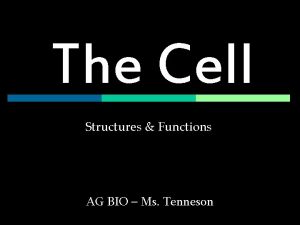 The Cell Structures Functions AG BIO Ms Tenneson