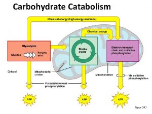 Carbohydrate Catabolism Figure 24 5 Glycolysis Glycolysis Start