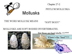 Chapter 27 2 PHYLUM MOLLUSKA Mollusks THE WORD