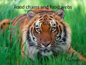 Food chains and food webs Ena Haniff Food