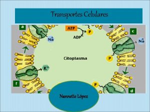 Transportes Celulares Nannette Lpez Fosfolpidos Membrana Celular Fosfolpido
