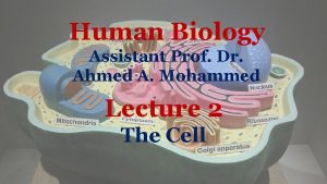 Human Biology Assistant Prof Dr Ahmed A Mohammed