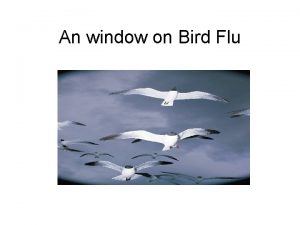 An window on Bird Flu What is Bird