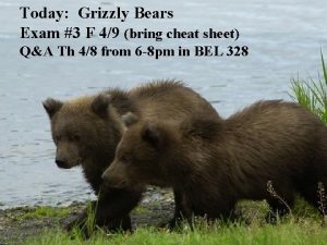 Today Grizzly Bears Exam 3 F 49 bring