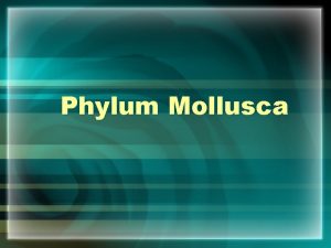 Phylum Mollusca General Characteristics Coelomates true body cavity