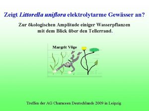 Zeigt Littorella uniflora elektrolytarme Gewsser an Zur kologischen
